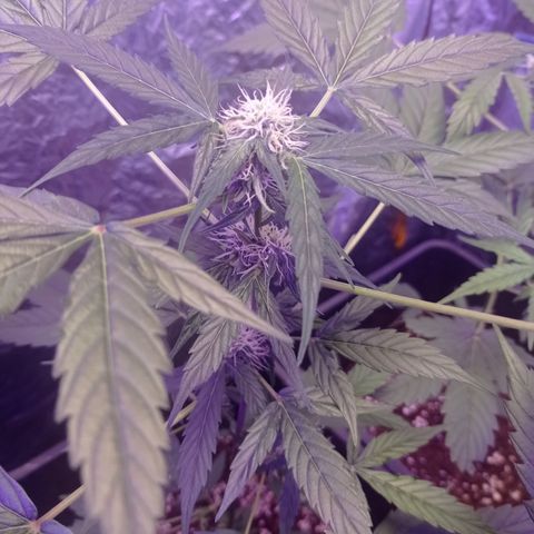 Milky Way #01 growlog timeline photo