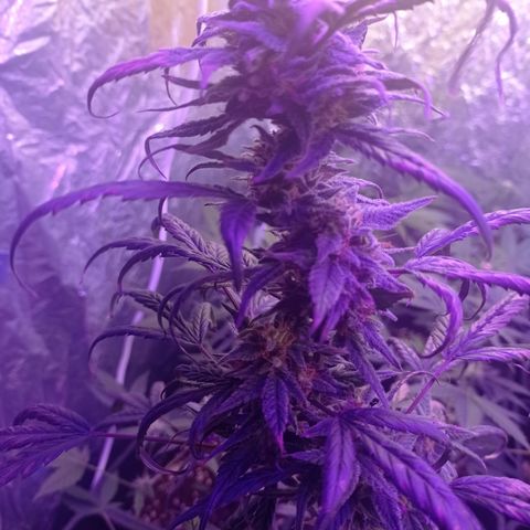 Royal Dwarf growlog timeline photo