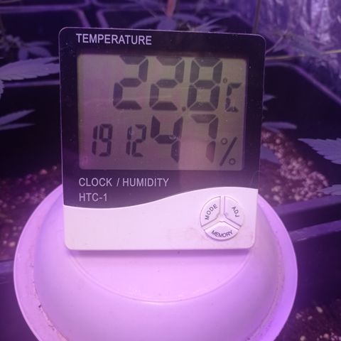 Royal Dwarf growlog timeline photo