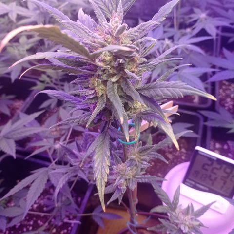 Royal Dwarf growlog timeline photo
