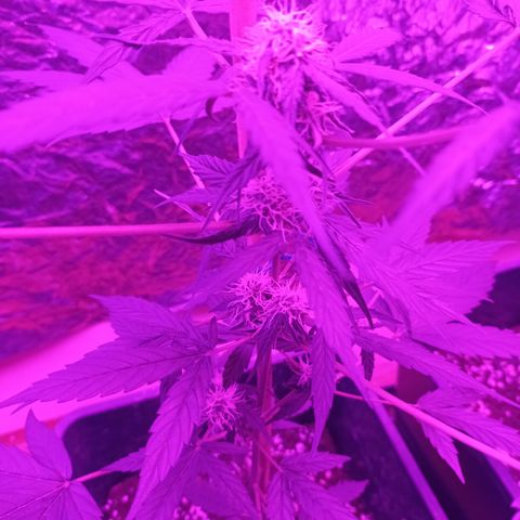 Milky Way #01 growlog timeline photo