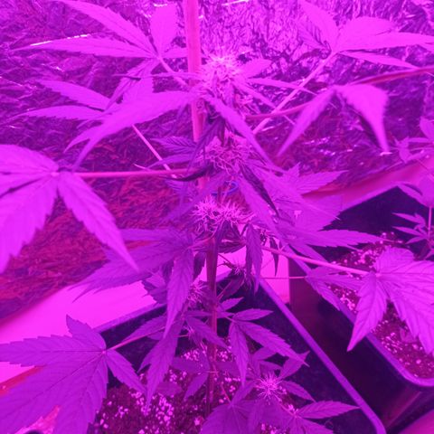 Milky Way #01 growlog timeline photo