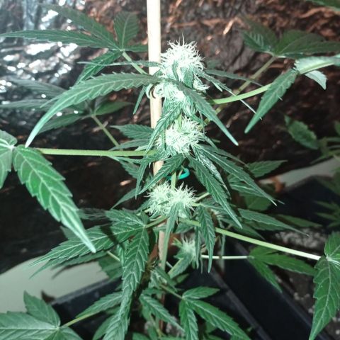 Milky Way #01 growlog timeline photo