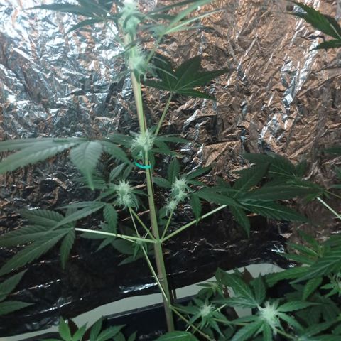 Milky Way #01 growlog timeline photo