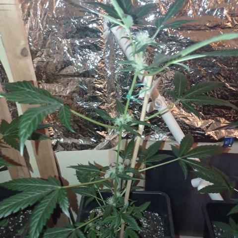 Milky Way #01 growlog timeline photo