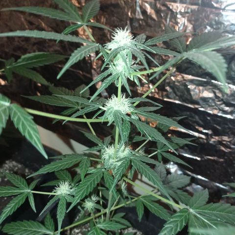Milky Way #01 growlog timeline photo