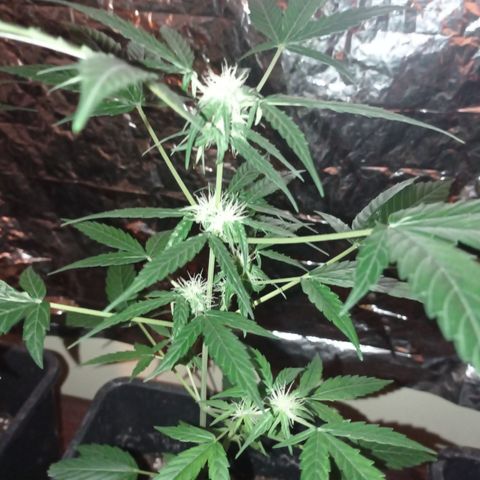 Milky Way #01 growlog timeline photo