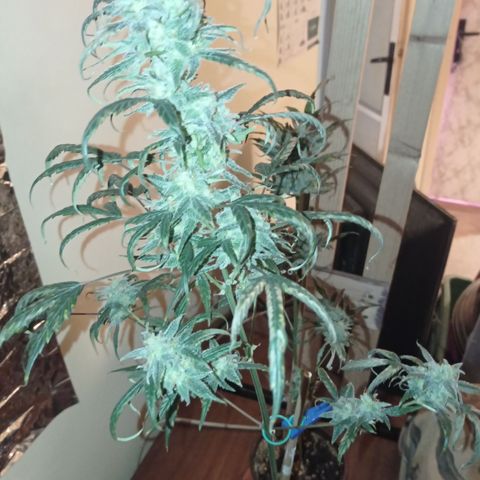 Royal Dwarf growlog timeline photo