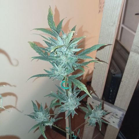 Royal Dwarf growlog timeline photo