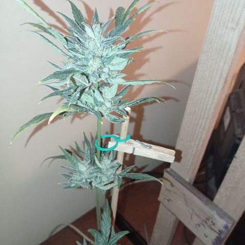 Royal Dwarf growlog timeline photo