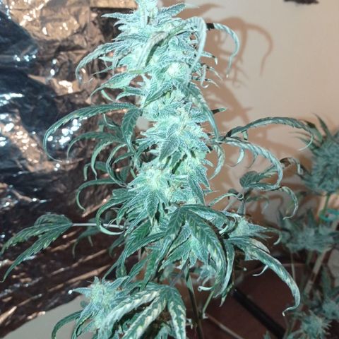 Royal Dwarf growlog timeline photo