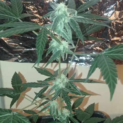 Milky Way #01 growlog timeline photo