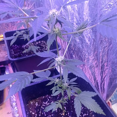 Milky Way #01 growlog timeline photo