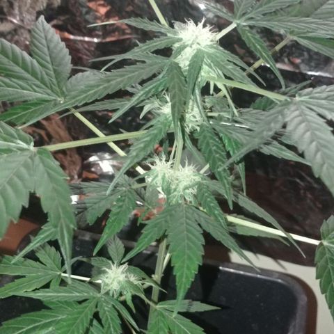 Milky Way #01 growlog timeline photo