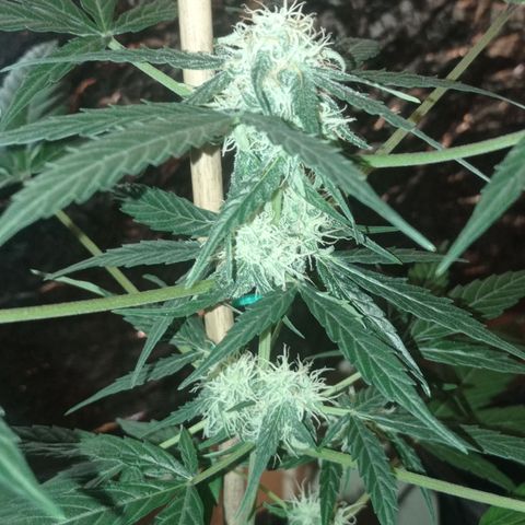 Milky Way #01 growlog timeline photo