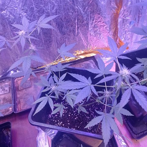 Milky Way #01 growlog timeline photo