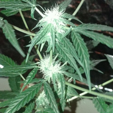 Milky Way #01 growlog timeline photo