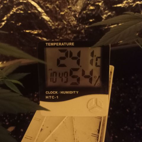 Royal Dwarf growlog timeline photo