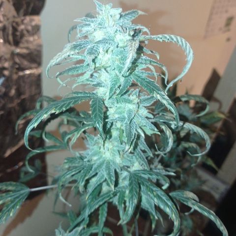 Royal Dwarf growlog timeline photo