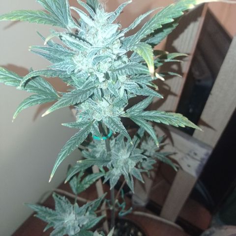 Royal Dwarf growlog timeline photo