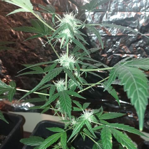 Milky Way #01 growlog timeline photo