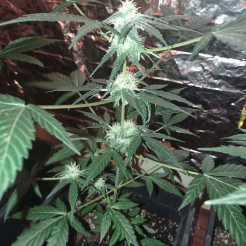 Milky Way #01 growlog timeline photo