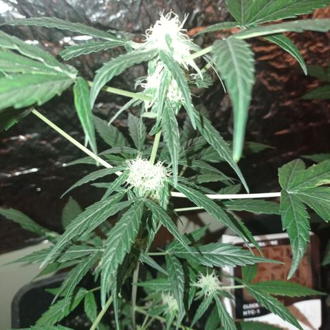 Milky Way #01 growlog timeline photo