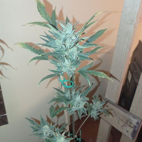 Royal Dwarf growlog timeline photo