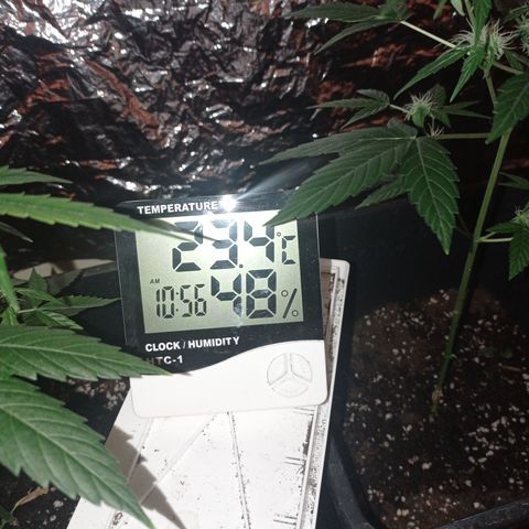 Royal Dwarf growlog timeline photo