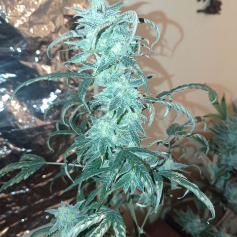 Royal Dwarf growlog timeline photo