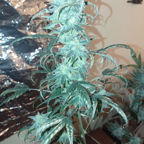 Royal Dwarf growlog timeline photo