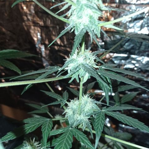 Milky Way #01 growlog timeline photo
