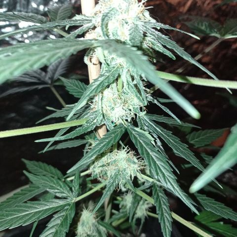 Milky Way #01 growlog timeline photo