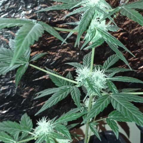 Milky Way #01 growlog timeline photo