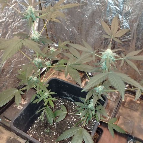 Milky Way #01 growlog timeline photo