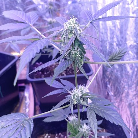 Milky Way #01 growlog timeline photo