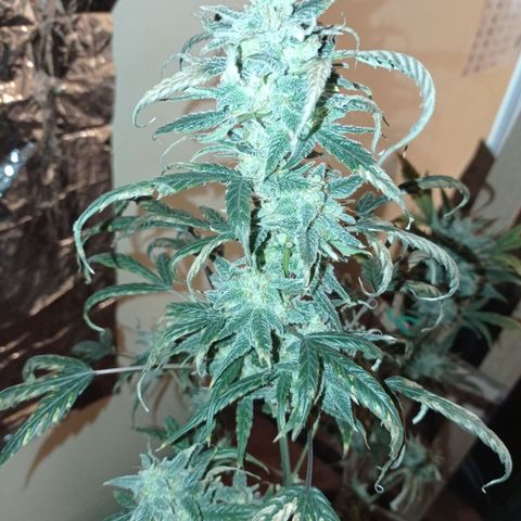 Royal Dwarf growlog timeline photo