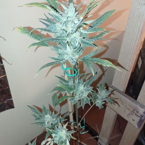Royal Dwarf growlog timeline photo