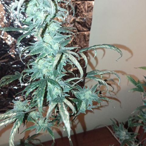 Royal Dwarf growlog timeline photo