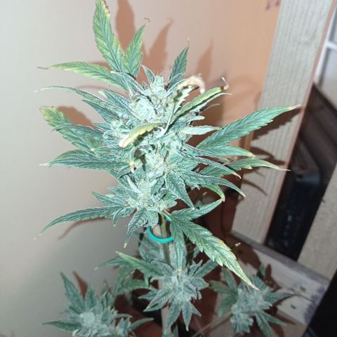 Royal Dwarf growlog timeline photo