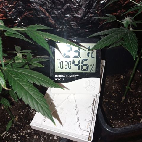 Royal Dwarf growlog timeline photo