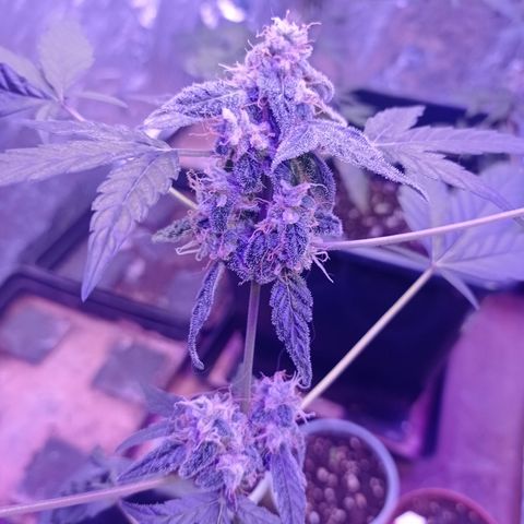 Milky Way #01 growlog timeline photo