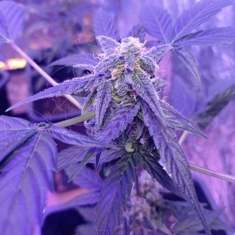 Milky Way #01 growlog timeline photo