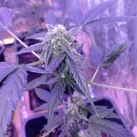 Milky Way #01 growlog timeline photo