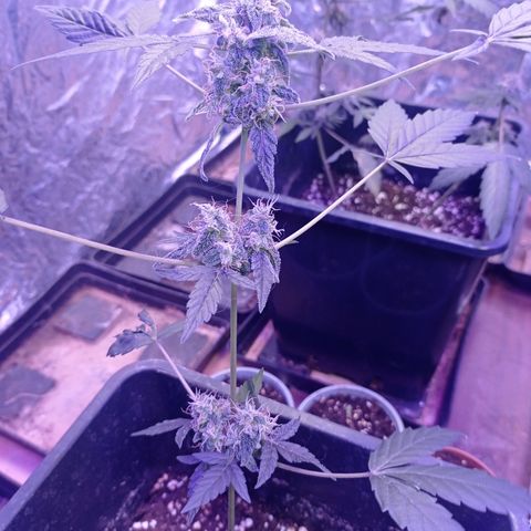 Milky Way #01 growlog timeline photo