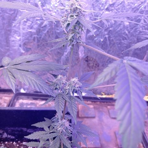 Milky Way #01 growlog timeline photo