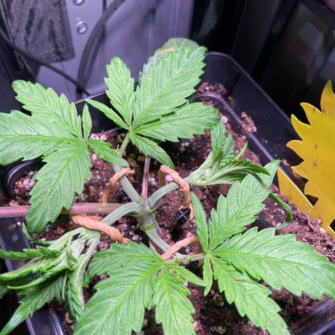 Bonsanto L Mini Grow Box White Widow growlog photo: 2.LST 