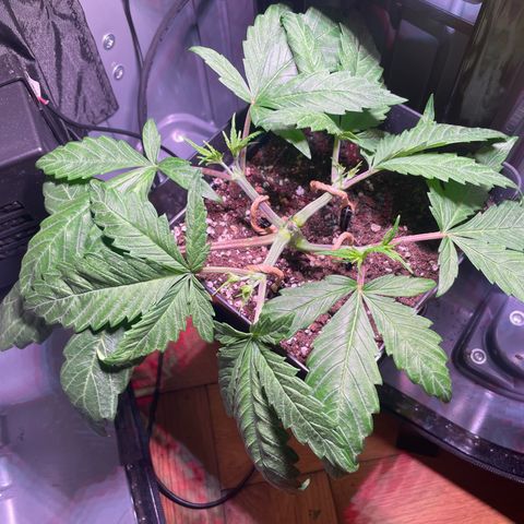 Bonsanto L Mini Grow Box White Widow growlog timeline photo