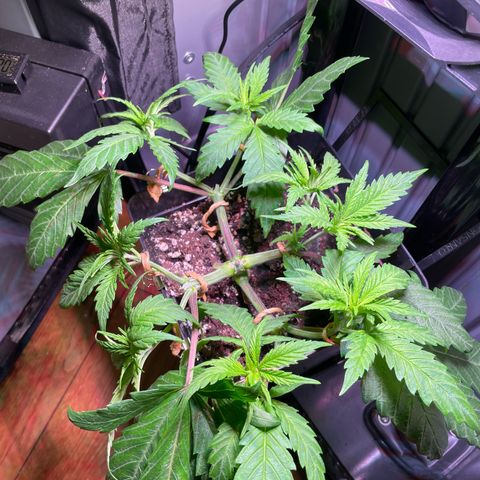Bonsanto L Mini Grow Box White Widow growlog timeline photo