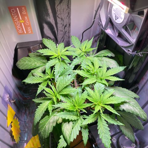 Bonsanto L Mini Grow Box White Widow growlog photo: Gut erholt